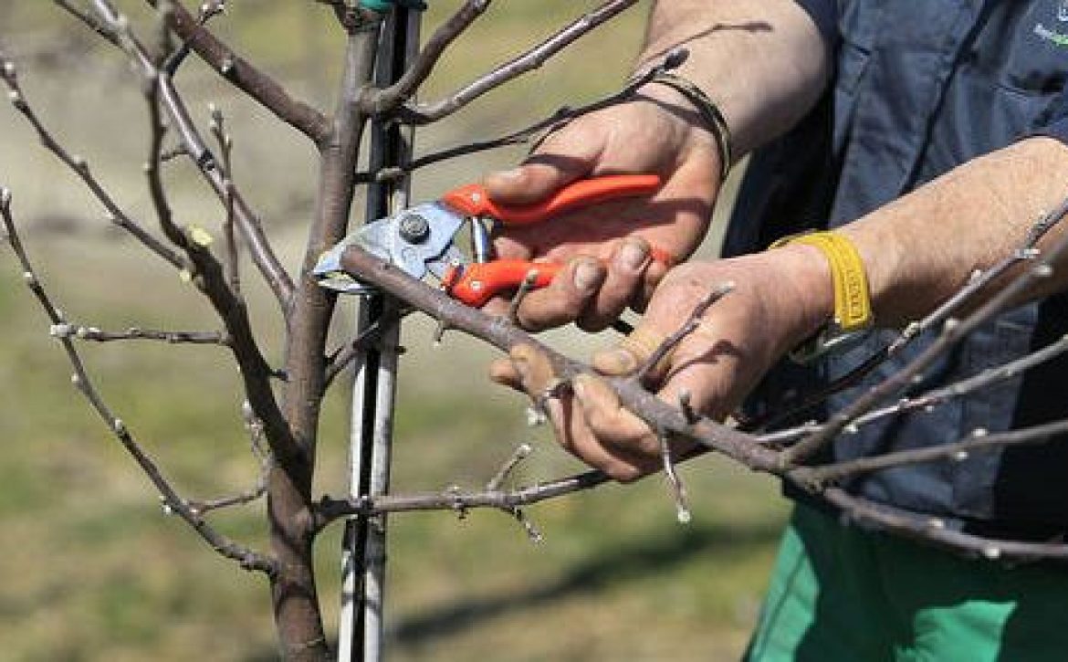 spomladanskoobrezovanjesadnihdreves1